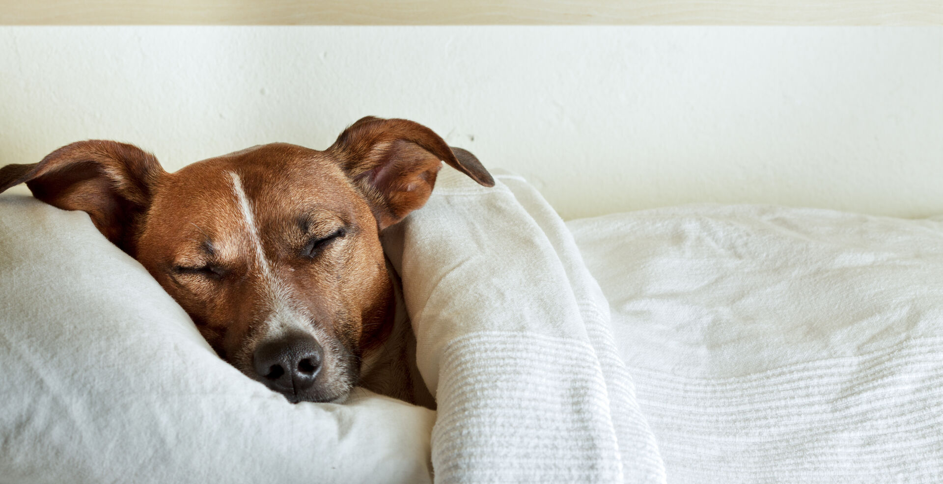 Ein kleiner Hund liegt zugedeckt im Bett.