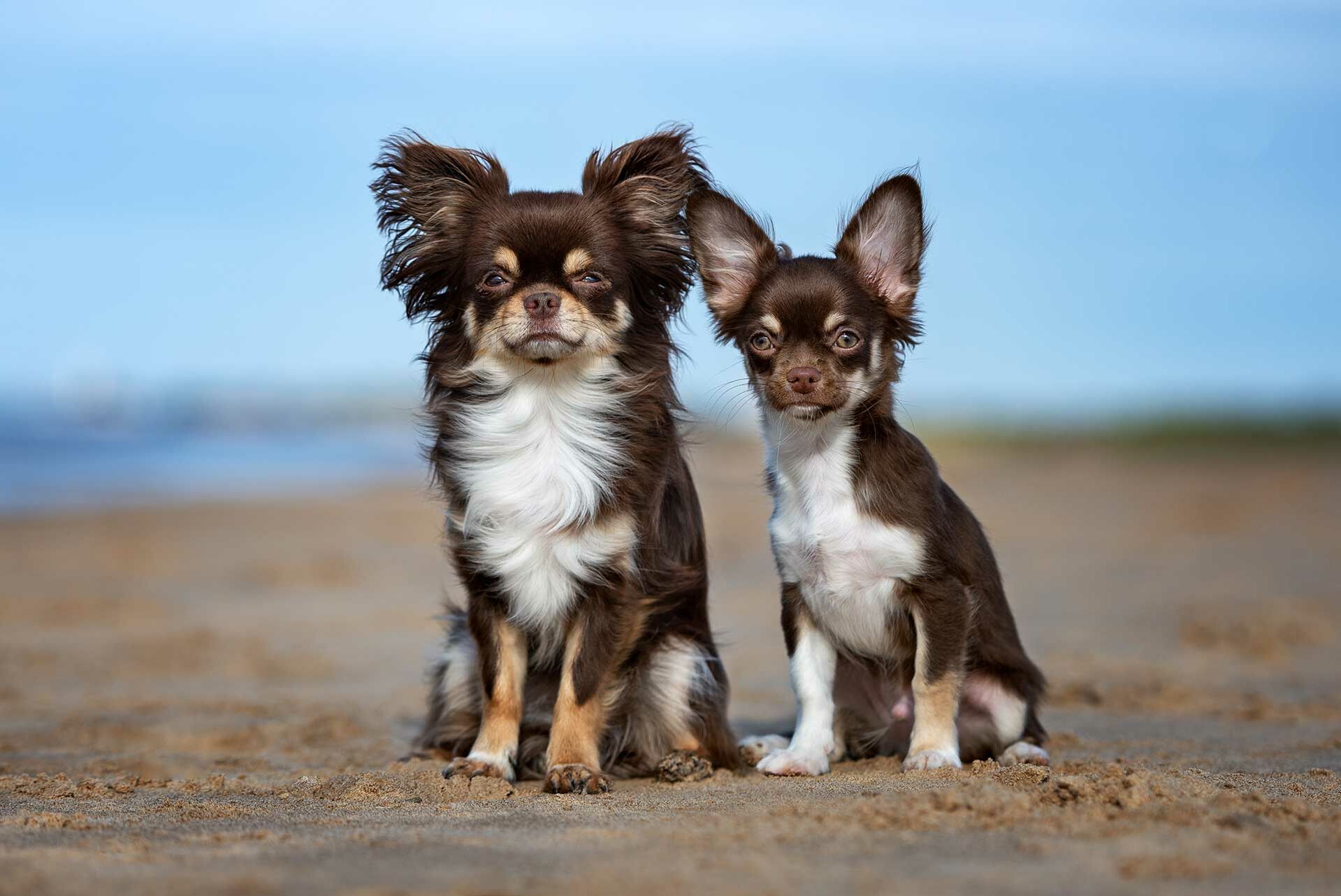 Ein Chihuahua mit seinem Welpen am Strand.