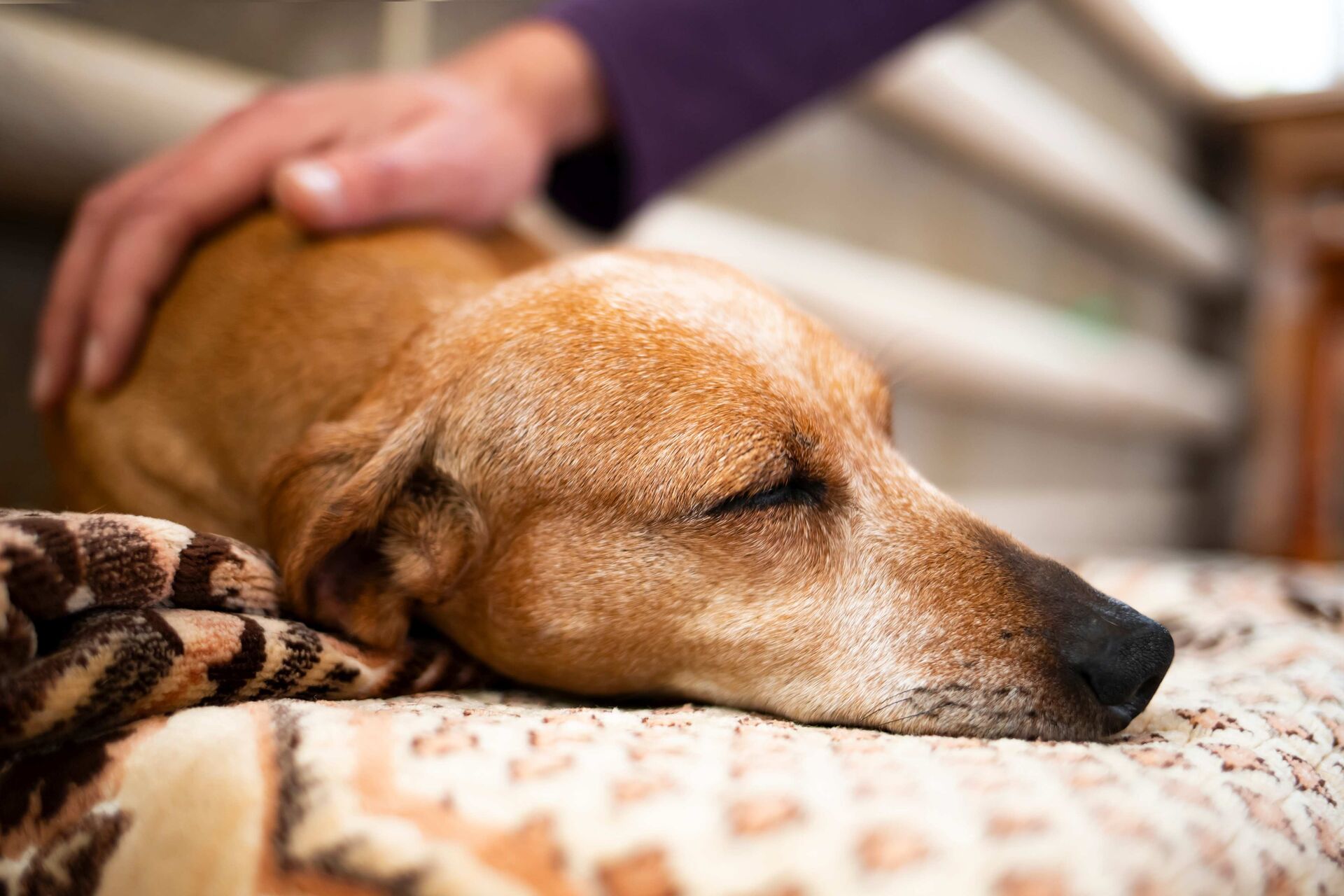 Ein Hund, der leidend auf einem Teppich liegt und gestreichelt wird.
