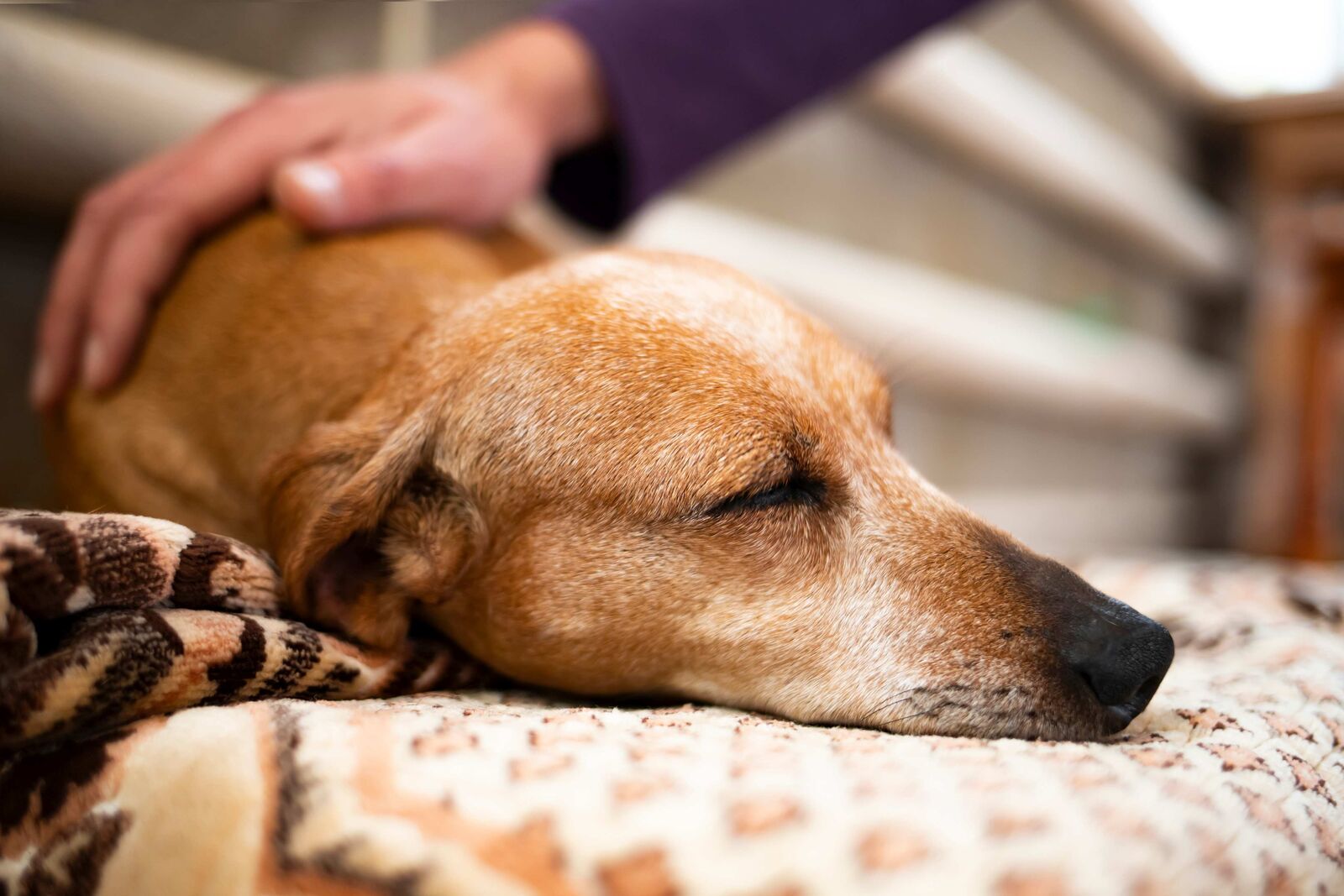 Ein Hund, der leidend auf einem Teppich liegt und gestreichelt wird.
