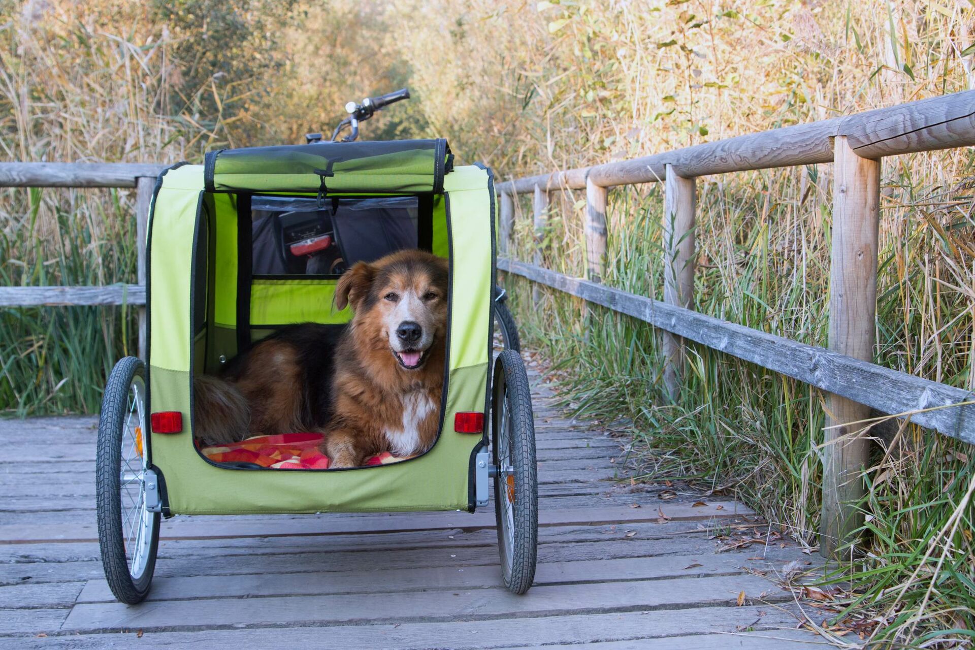 Ein Hund sitzt in einem grünen Fahrradanhänger.