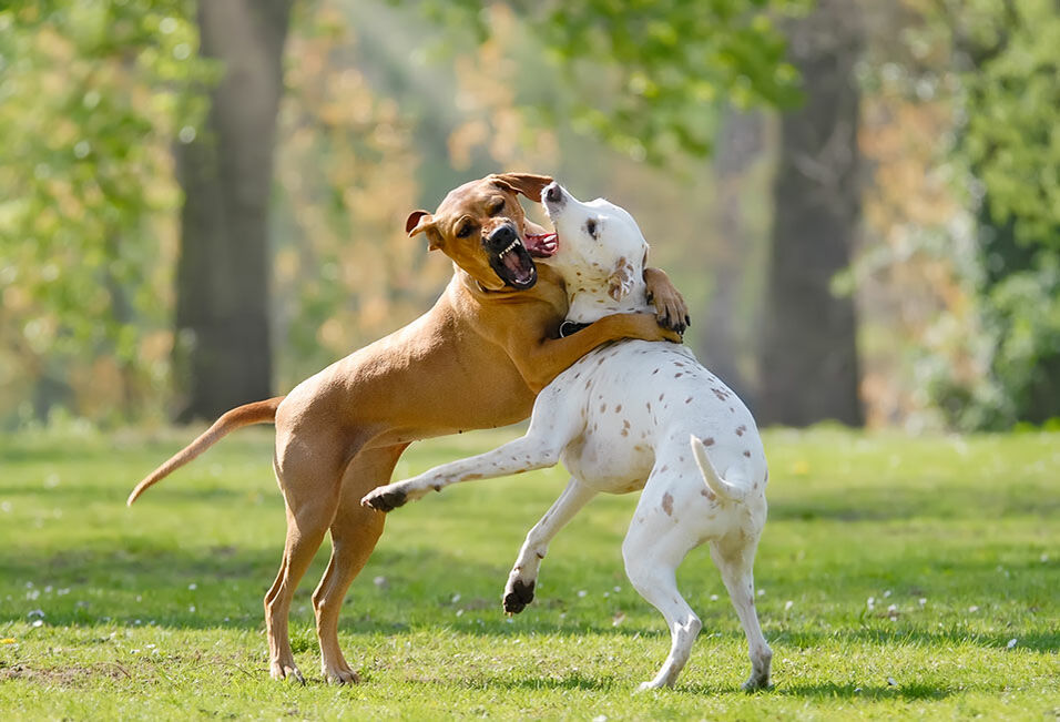 Zwei Hunde kämpfen miteinander