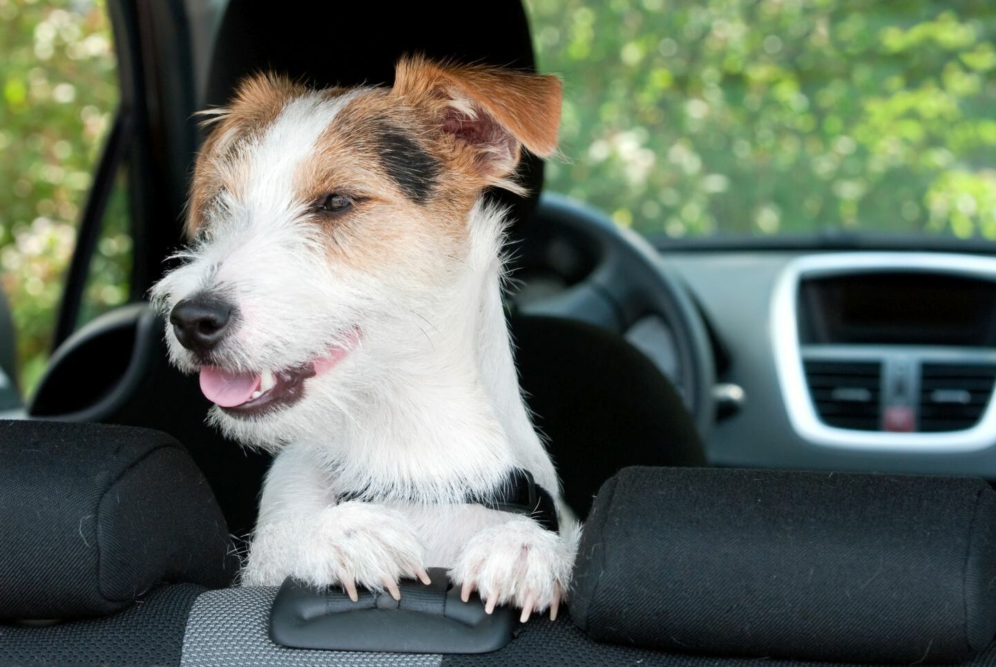 Ein Hund schaut über die Rücksitzlehne eines Autos.