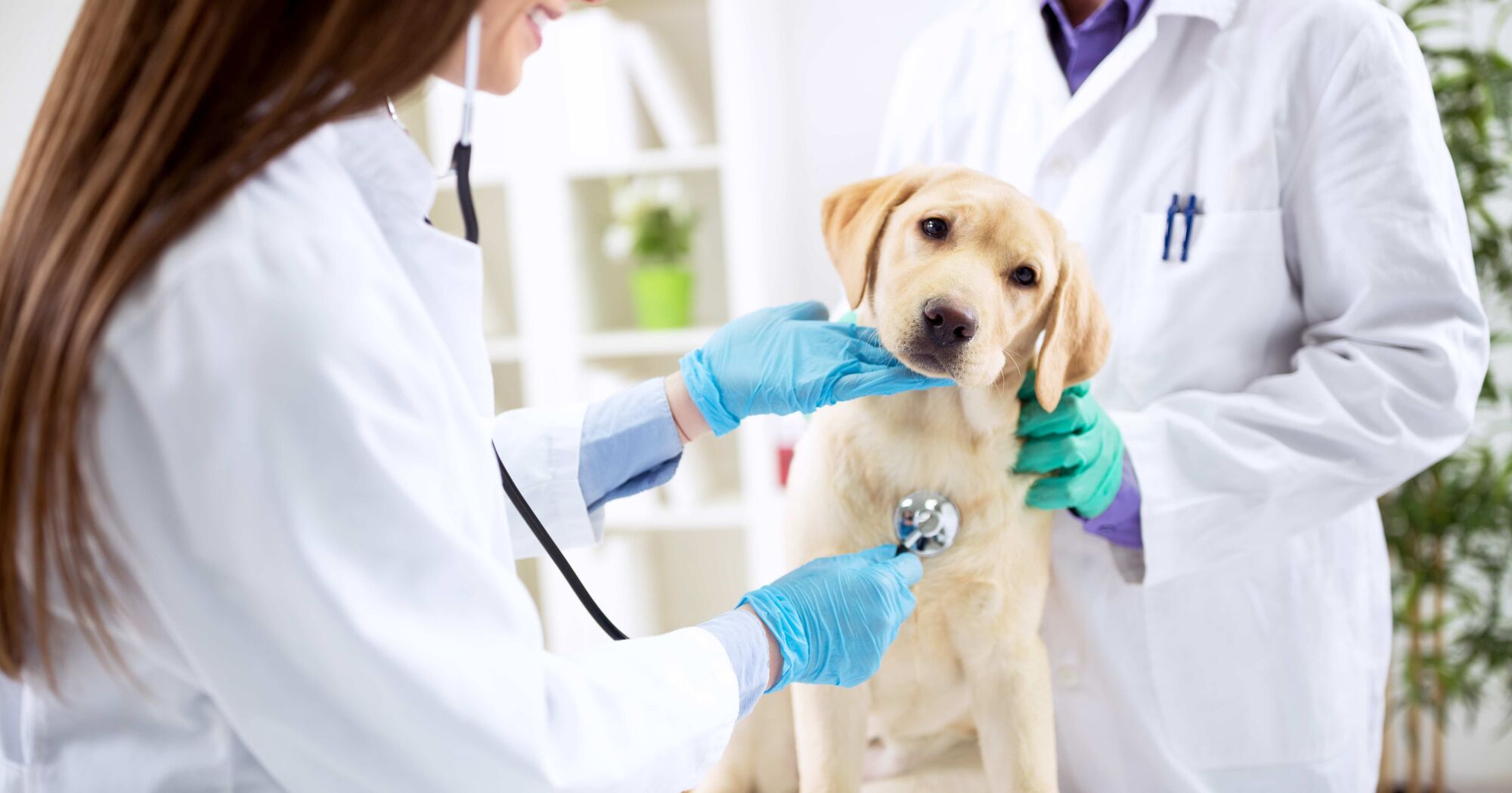 Hund Lässt Sich Beim Tierarzt Nicht Behandeln www.rinti.de