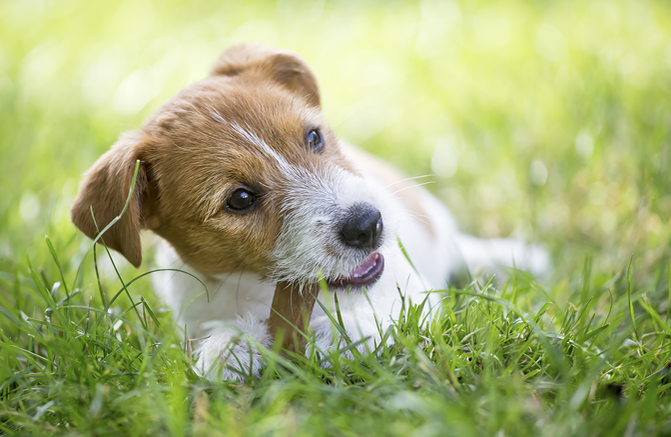 Sind Kausnacks für Hunde wichtig?