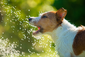 Ein Hund schnappt nach Wassertropfen.