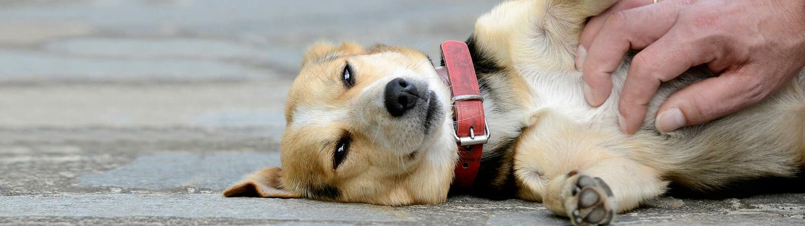 Hund liegt auf der Seite und lässt sich von einer Männerhand den Bauch streicheln.