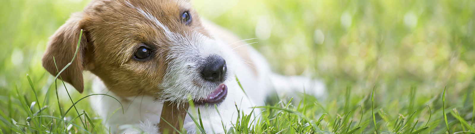 Jack Russell Terrier liegt auf einer Wiese und kaut an einem Knochen.