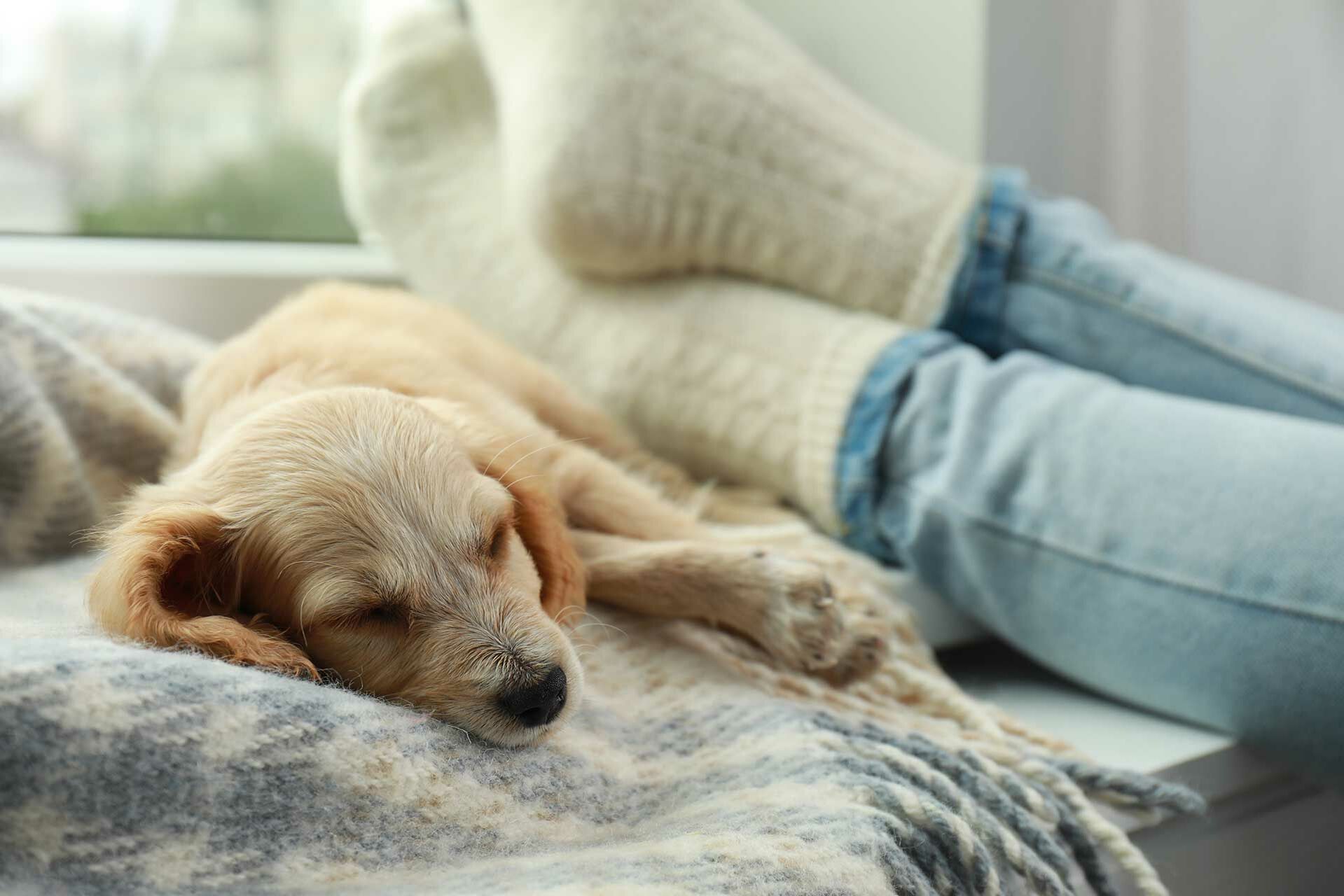 Ein Hund schläft auf einer Decke neben den hochgelegten Füßen des Halters.