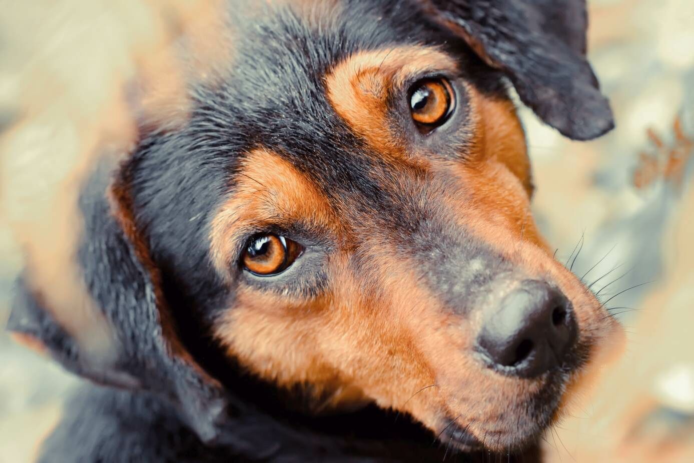 Ein Hundegesicht in Nahaufnahme.