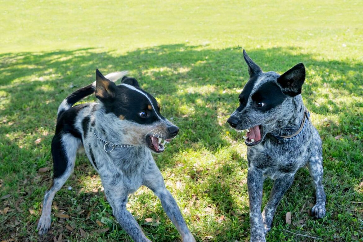 Zwei Hunde knurren sich an.