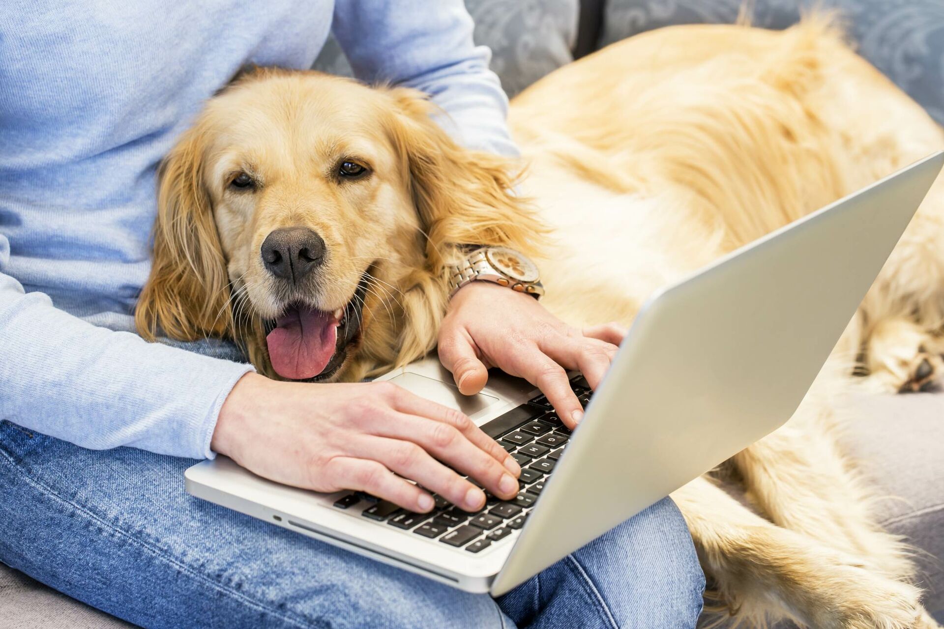 Ein Hund liegt angelehnt an den Oberschenkeln seiner Halterin und sie arbeitet auf dem Laptop.