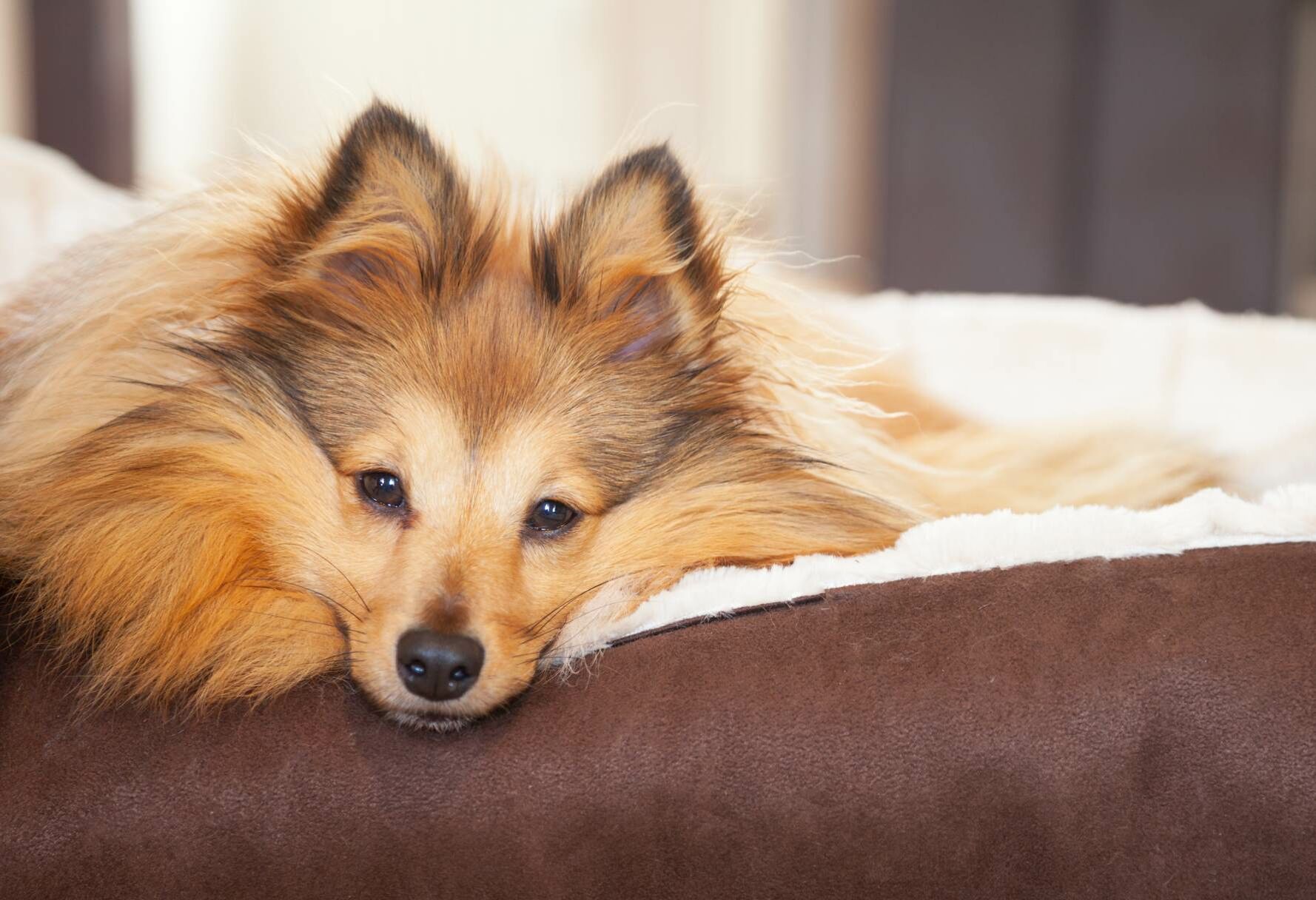 Hund legt seinen Kopf auf dem Rand des Hundekörbchens ab.