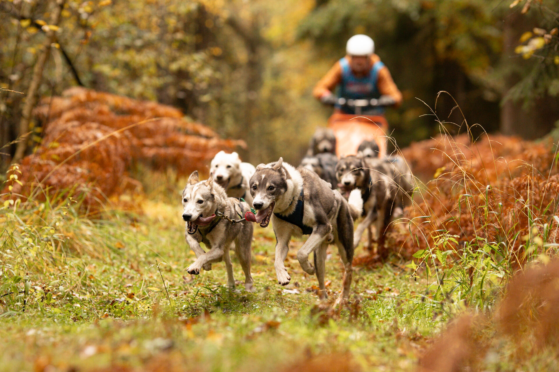 Musher Tino Lesser mit Hundegespann im Wald