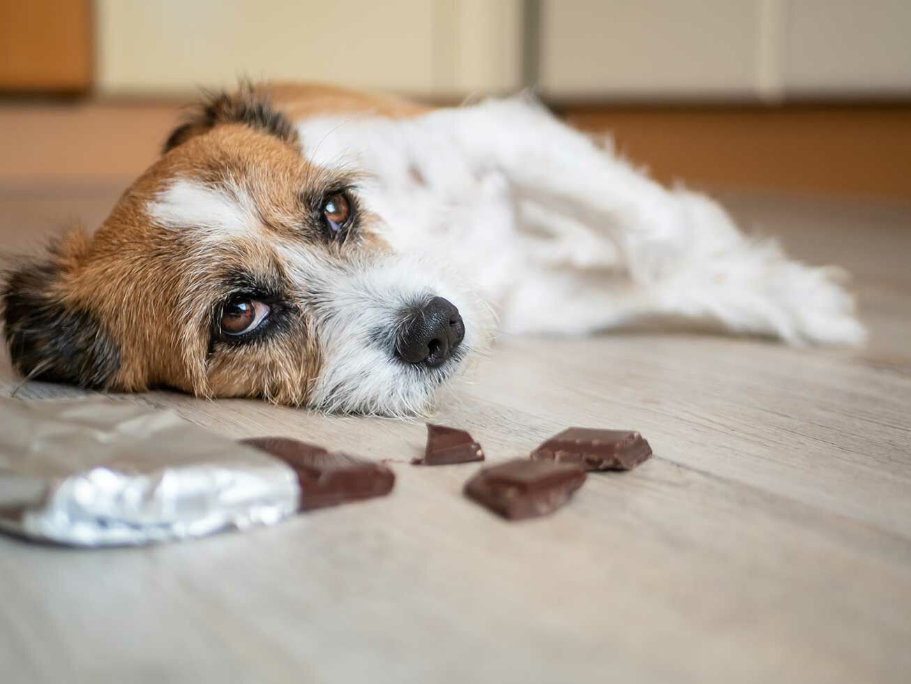 Darum darf Ihr Hund keine Schokolade fressen