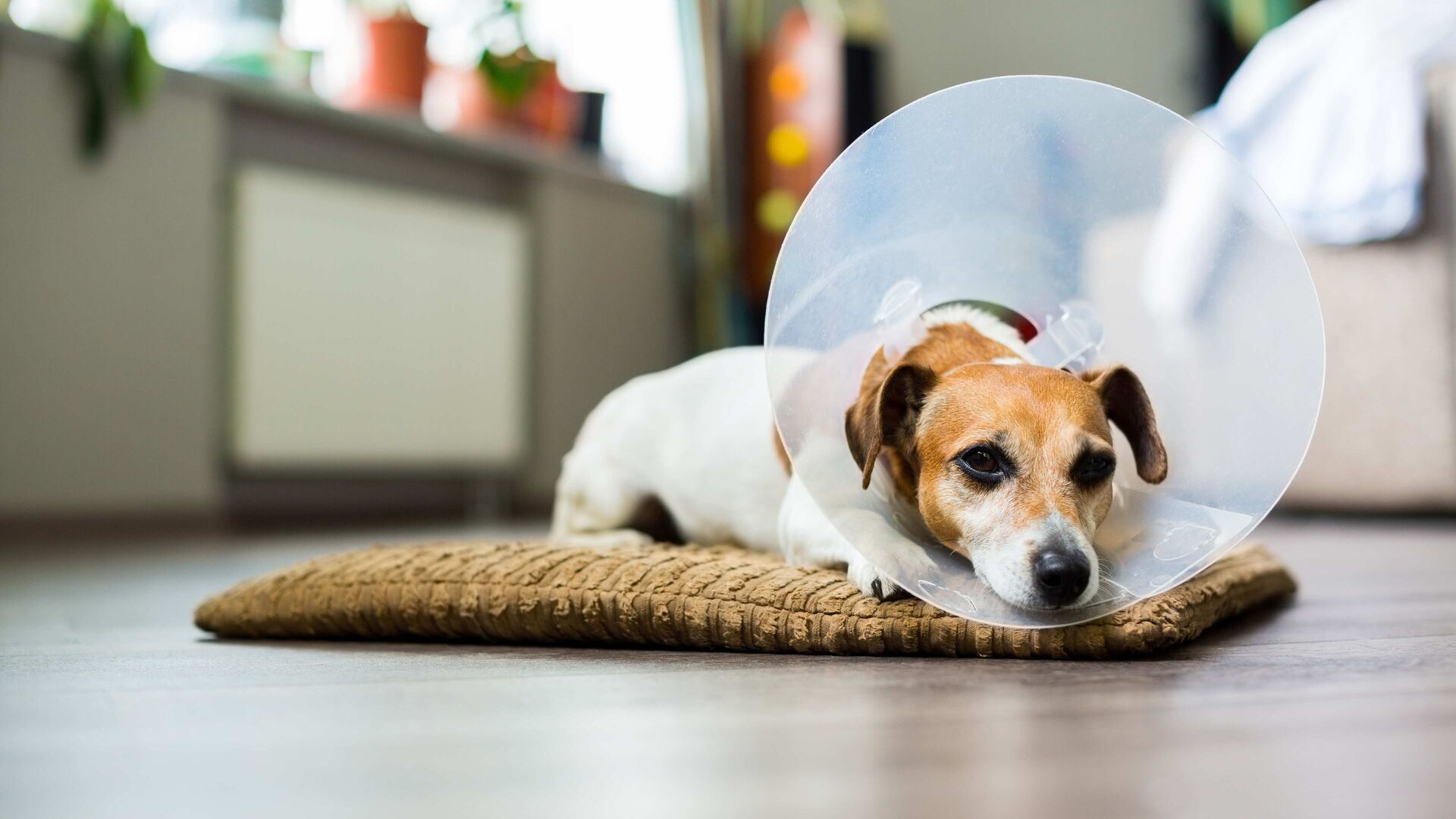 Ein Jack Russel trägt eine Halskrause und liegt auf dem Boden. 