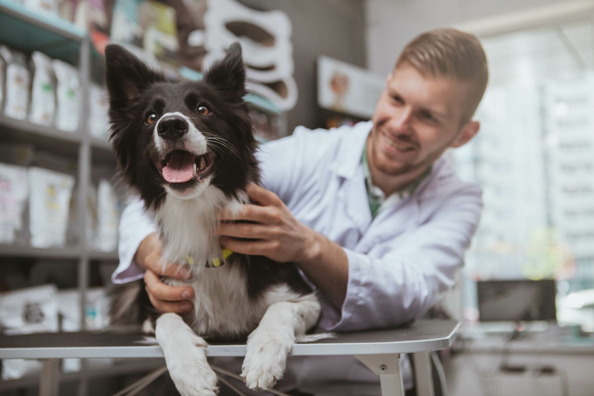 Als Hundetrainer, Tierarzt oder Hundefriseur arbeiten?