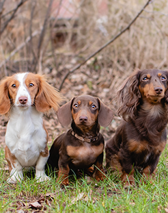 10 Monate, 2 Wochen Ciri freut sich über andere Hunde