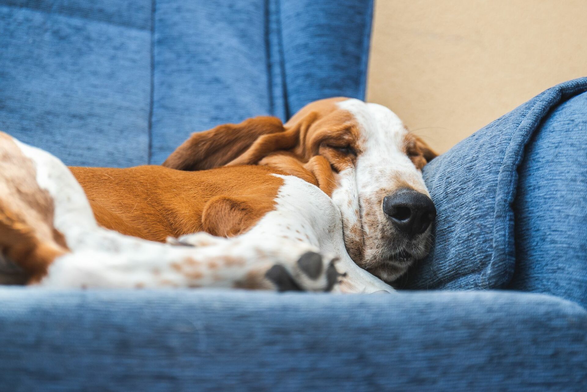 Hund schläft auf einem blauen Sofa.