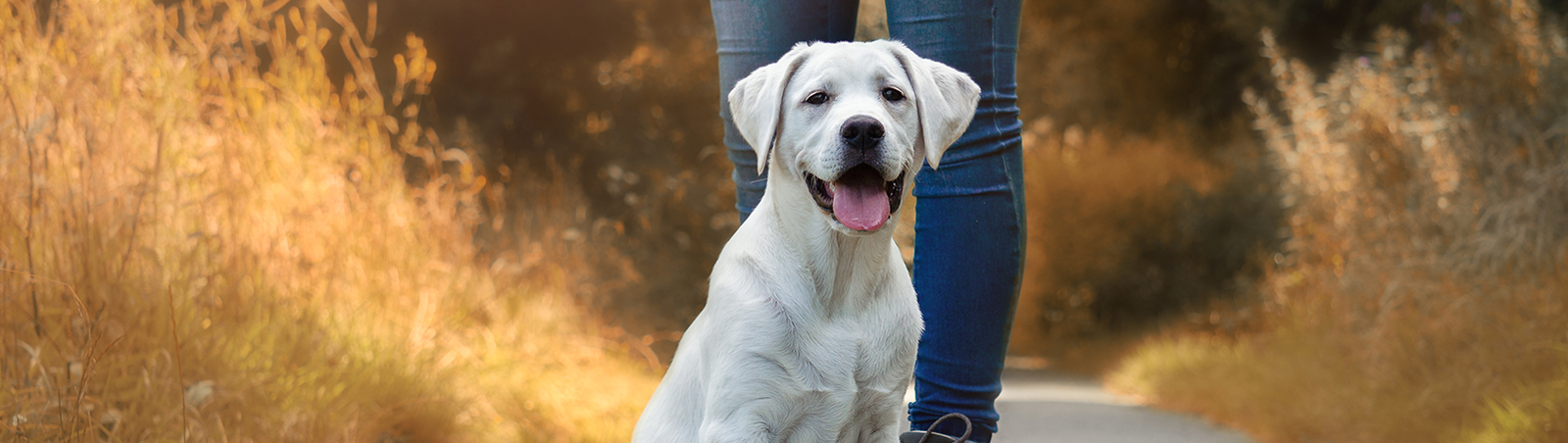 Hund sitzt vor den Beinen vom Halter.