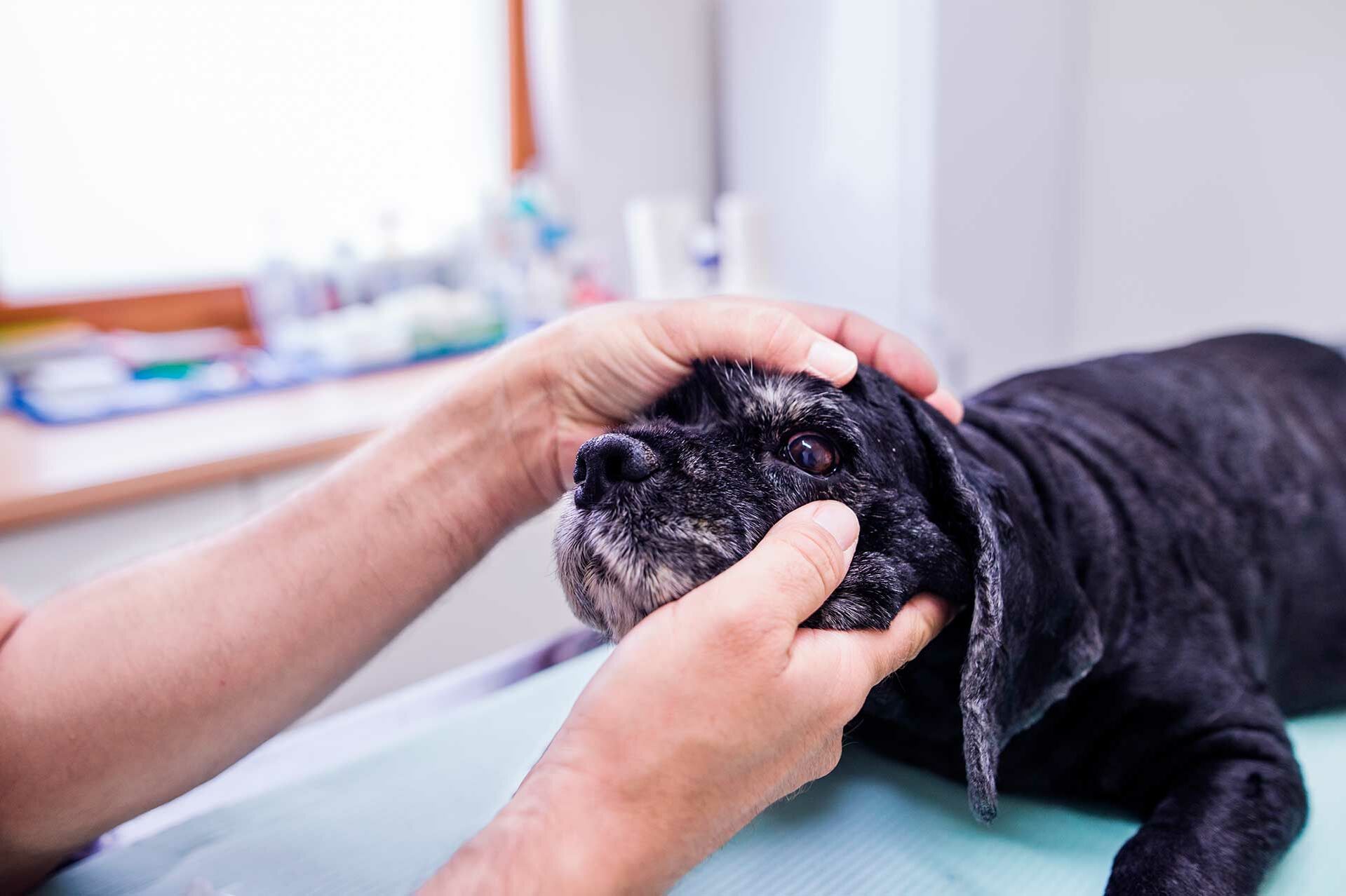 Ein Hund wird am Auge auf eine Bindehautentzündung untersucht.