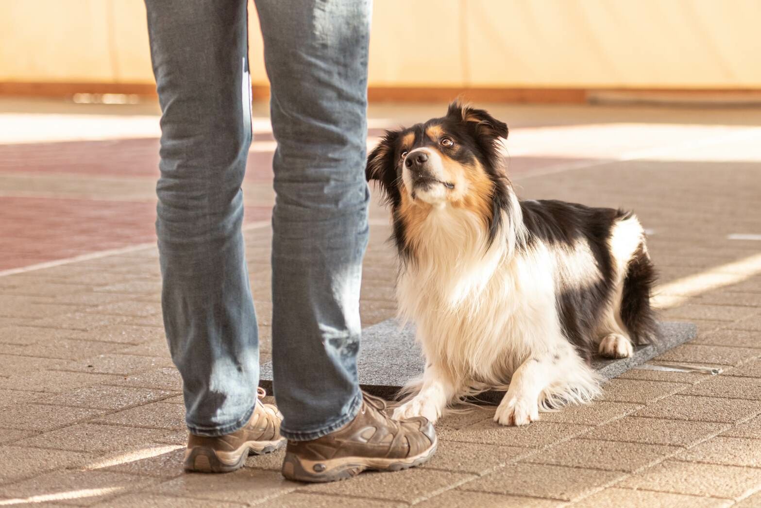 Hund liegt vor den Beinen seines Halters.