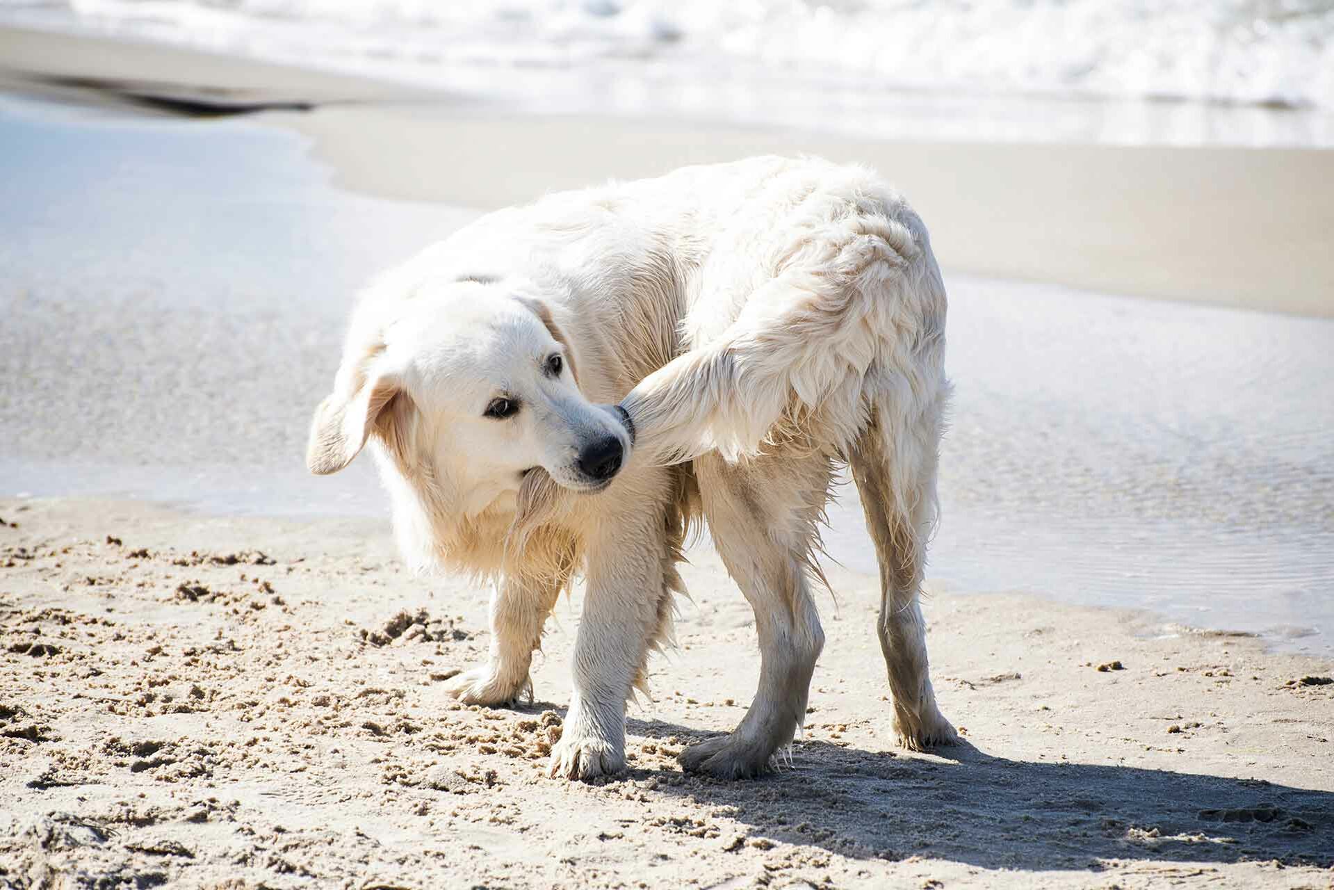 Ein Retriever steht am Strand und hält die eigene Rute in der Schnauze.