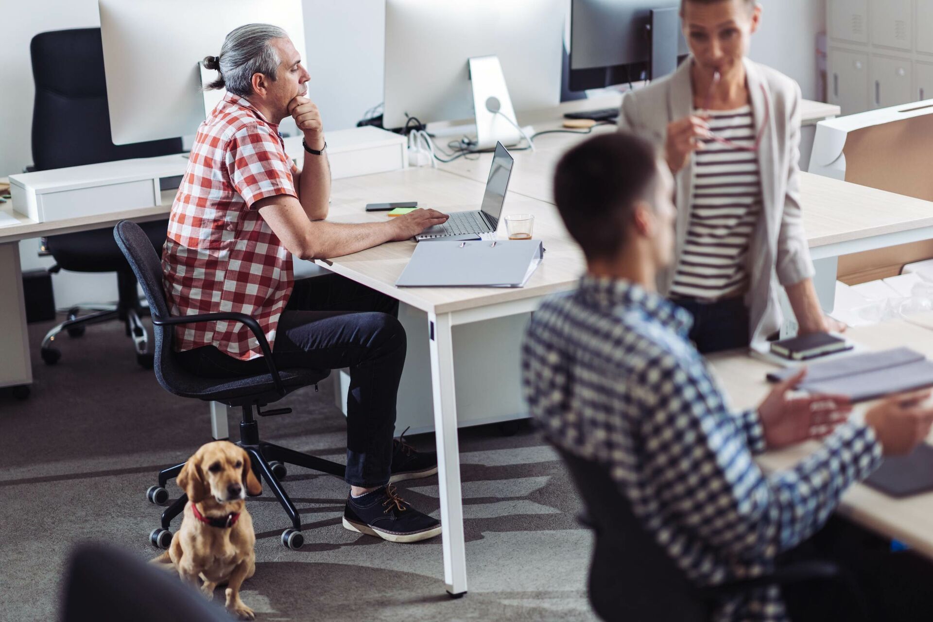 Ein Hund sitzt im Büro.