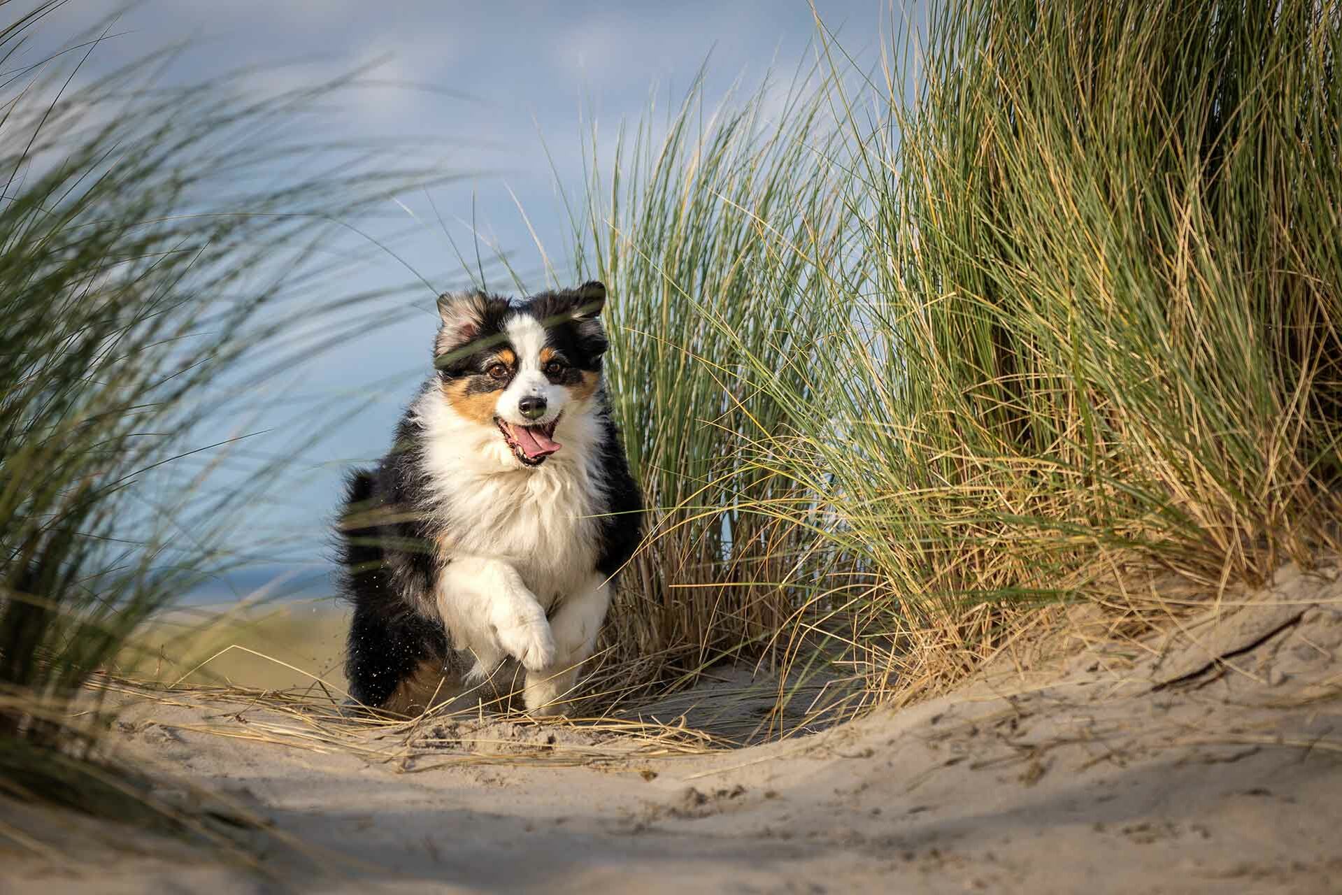 Hund läuft hechelnd an Dünengras vorbei.