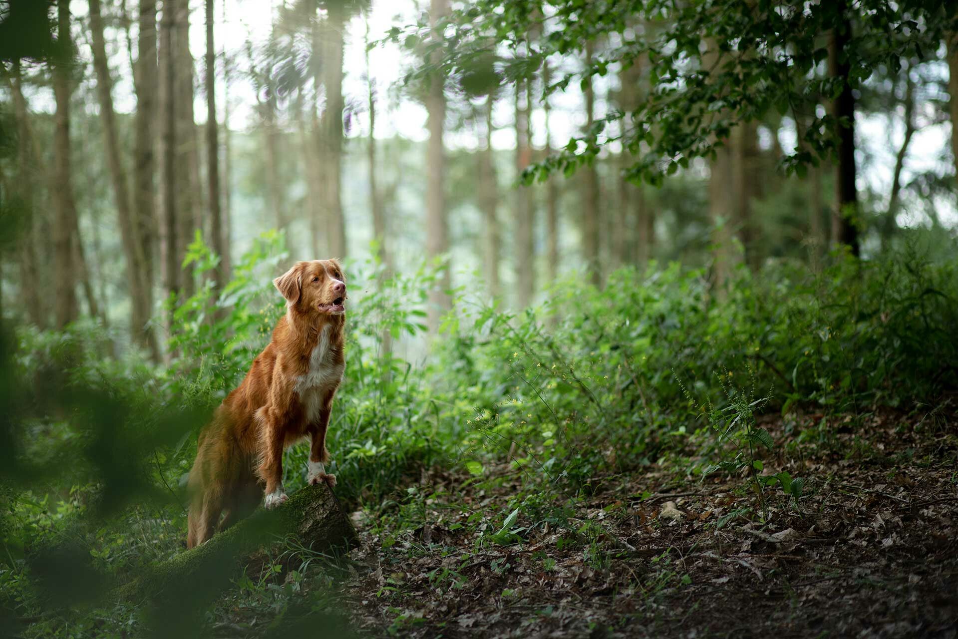Ein Hund steht auf einer Erhöhung im Wald.
