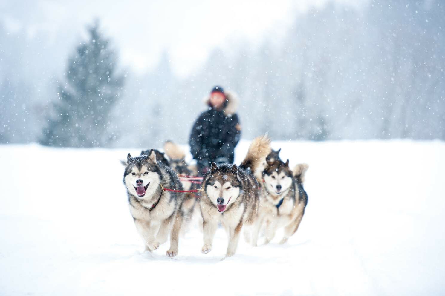 Ein Rudel Huskys, die einen Schlitten durch den Schnee ziehen