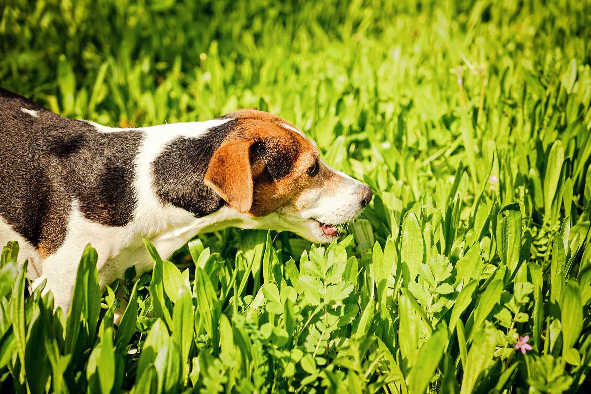 Ein Hund frisst Gräser und Blätter.