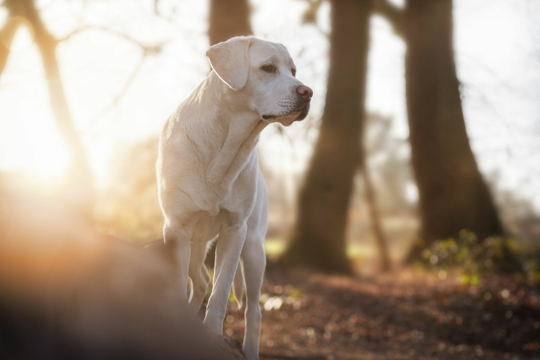 Hund steht bei Sonnenaufgang im Wald.