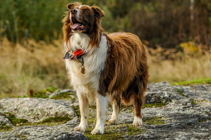 Ein Border Collie mit dichtem Fell steht vor einem Wäldchen auf einem bemoosten Felsen.