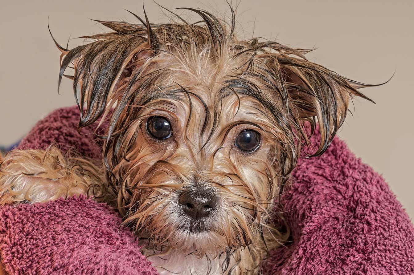 Tipps zum Baden Ihres Hundes