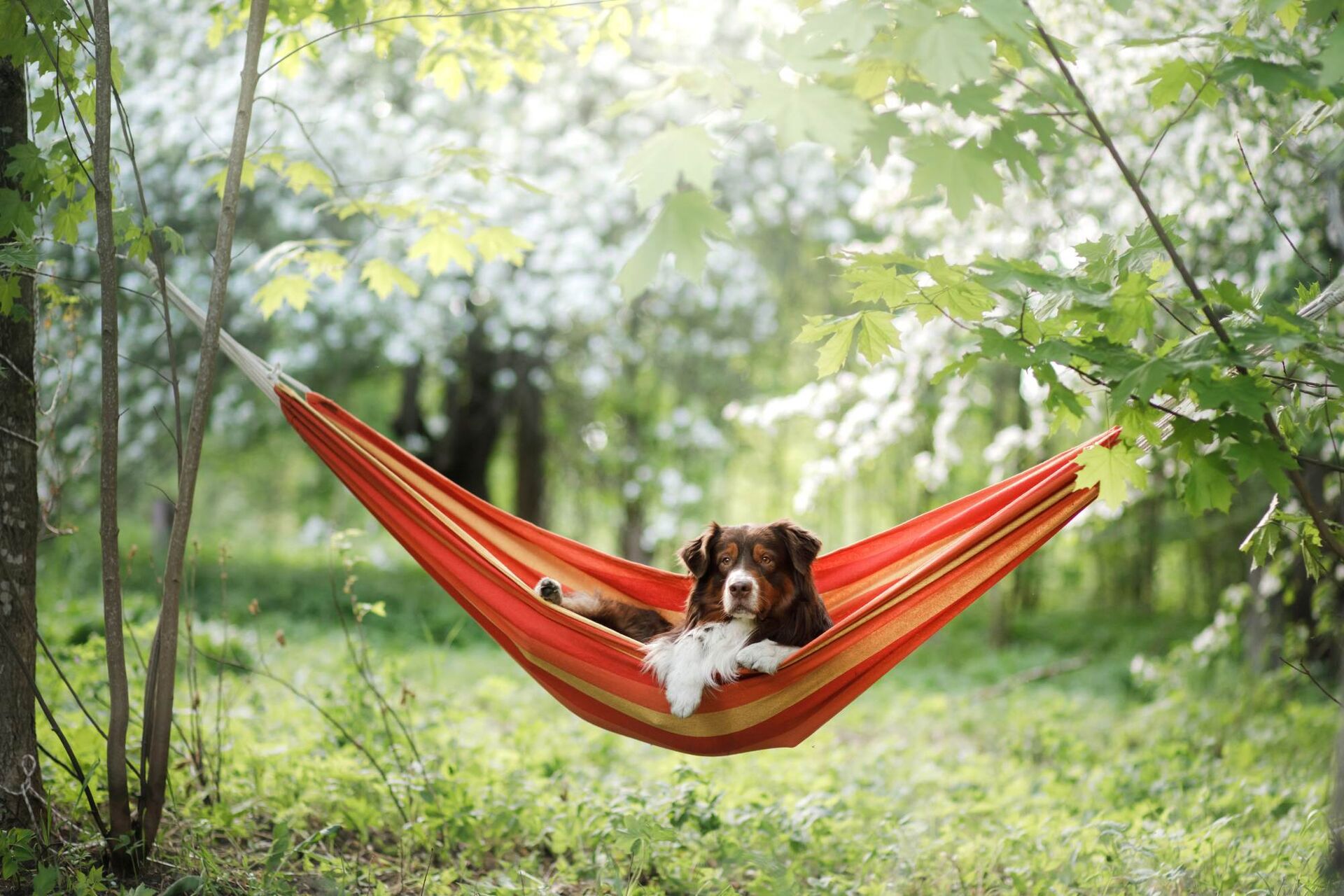 Praktische Themen zur Hundehaltung