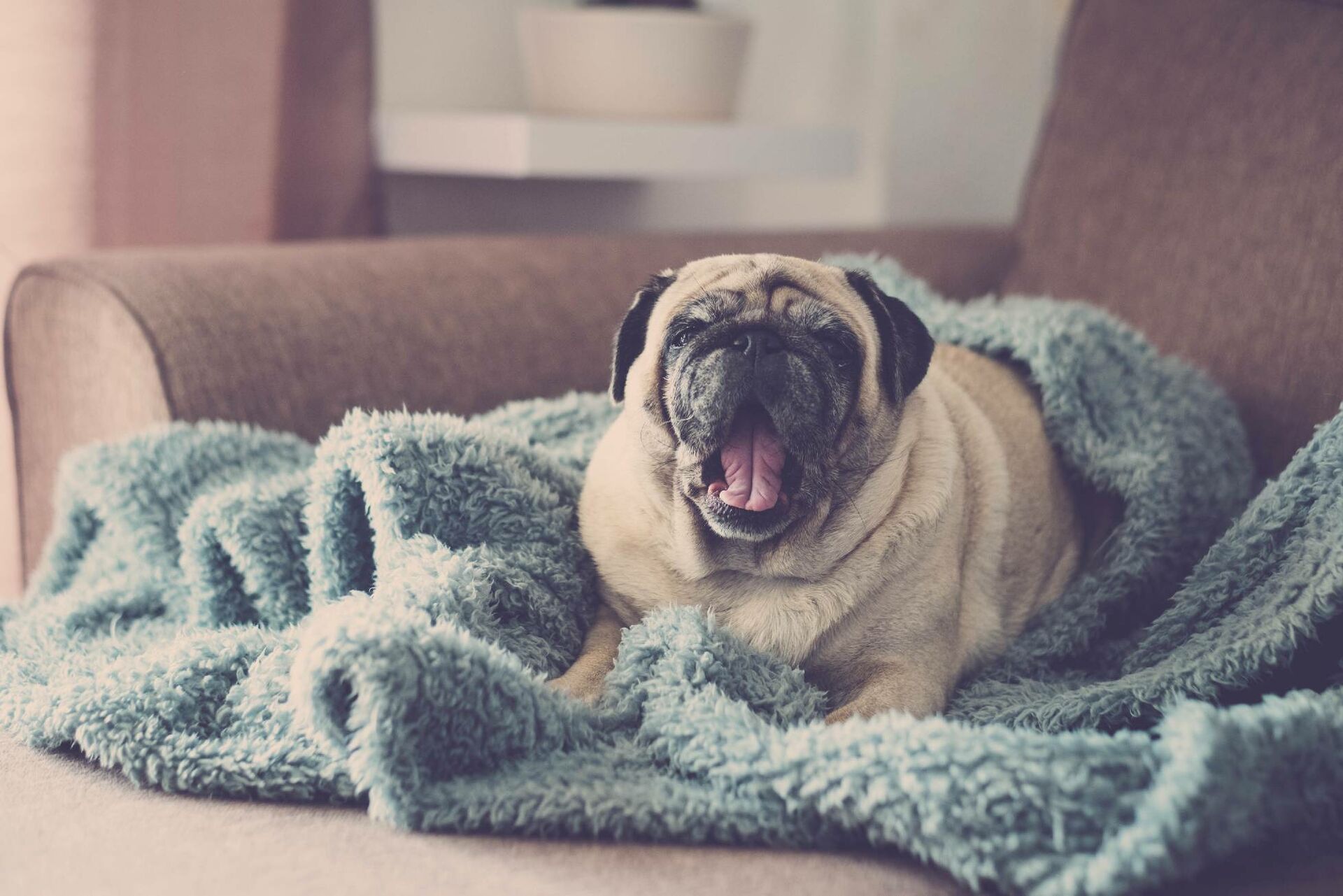 Ein Mops liegt auf einer Decke.