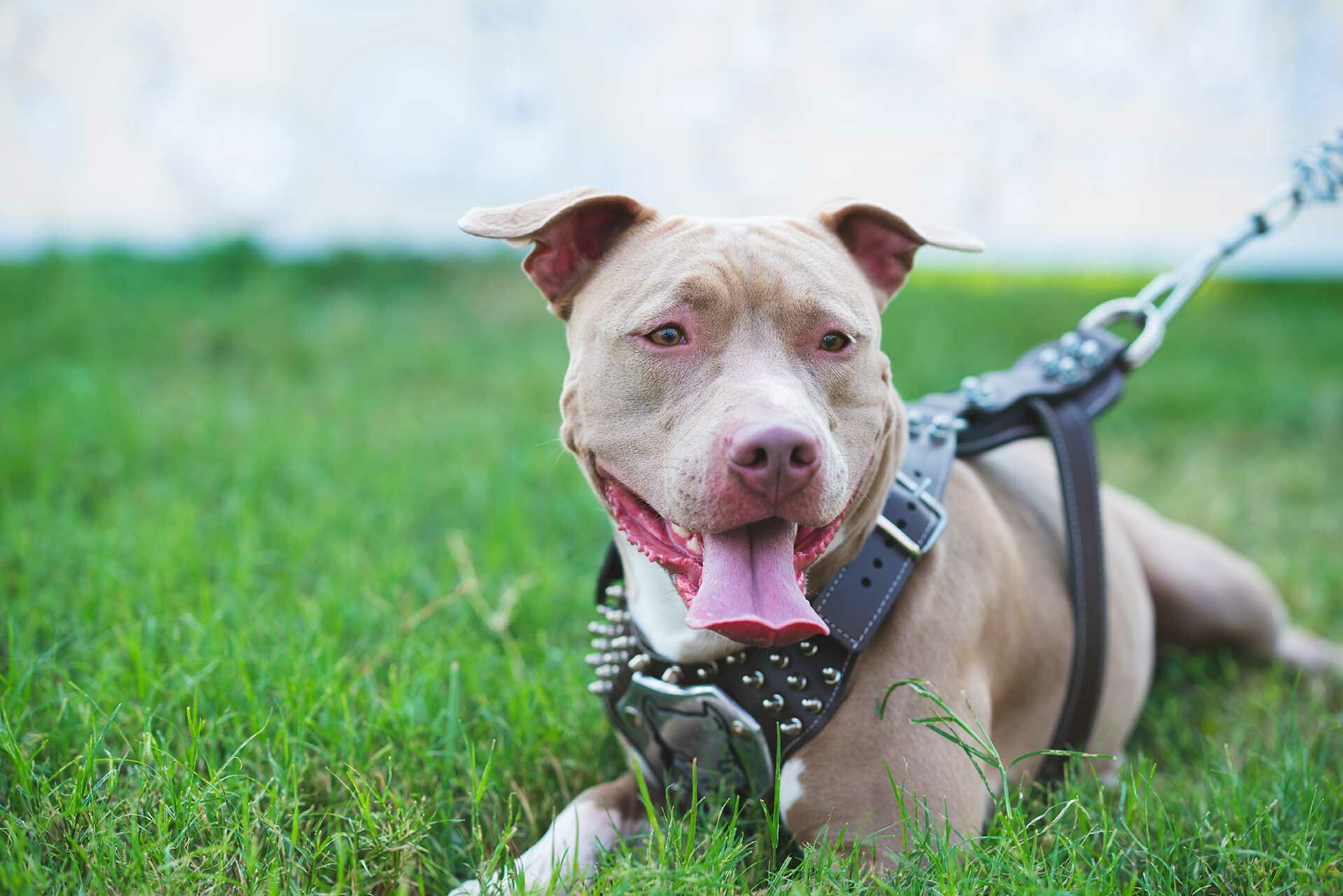 Ein Pitbull-Terrier liegt auf einer Wiese und lässt die Zunge heraushängen.