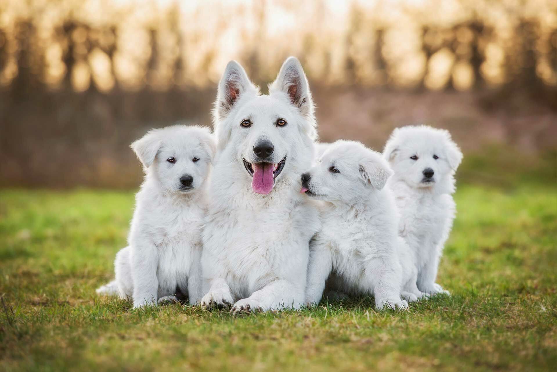 Wachstum beim Hund