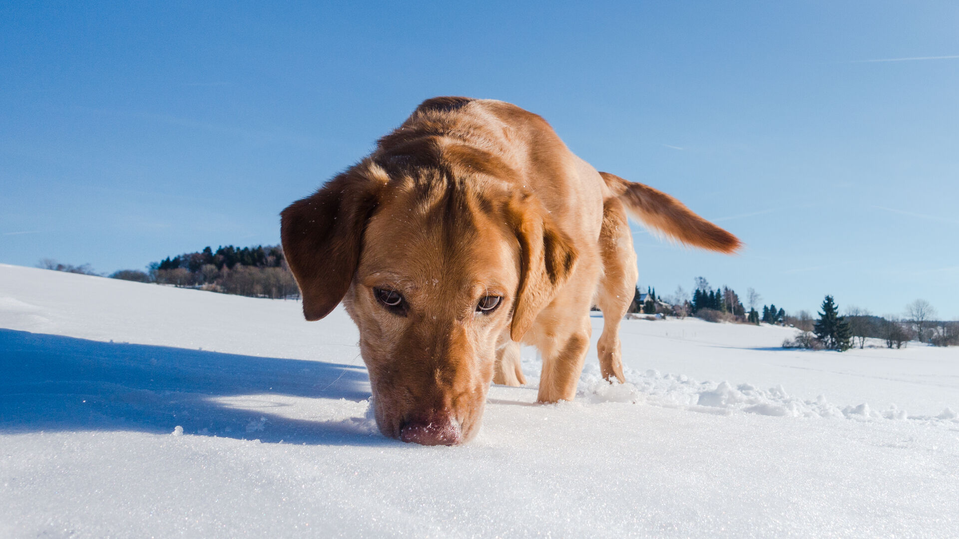 Ein Hund schnuppert mit seiner Nase an einer geschlossenen Schneedecke.