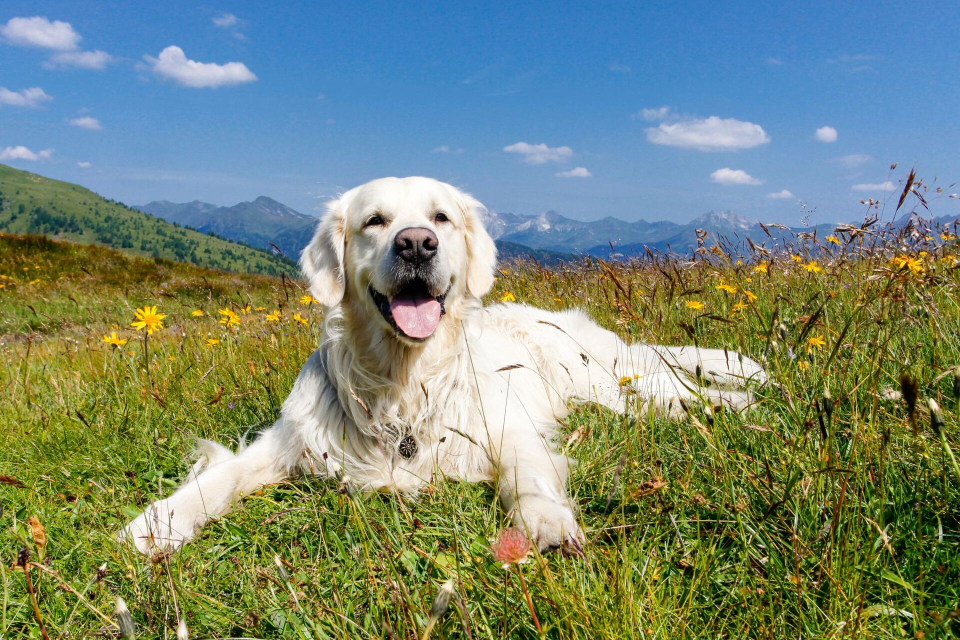 Ein großer weißer Hund liegt auf einer grünen Wiese.