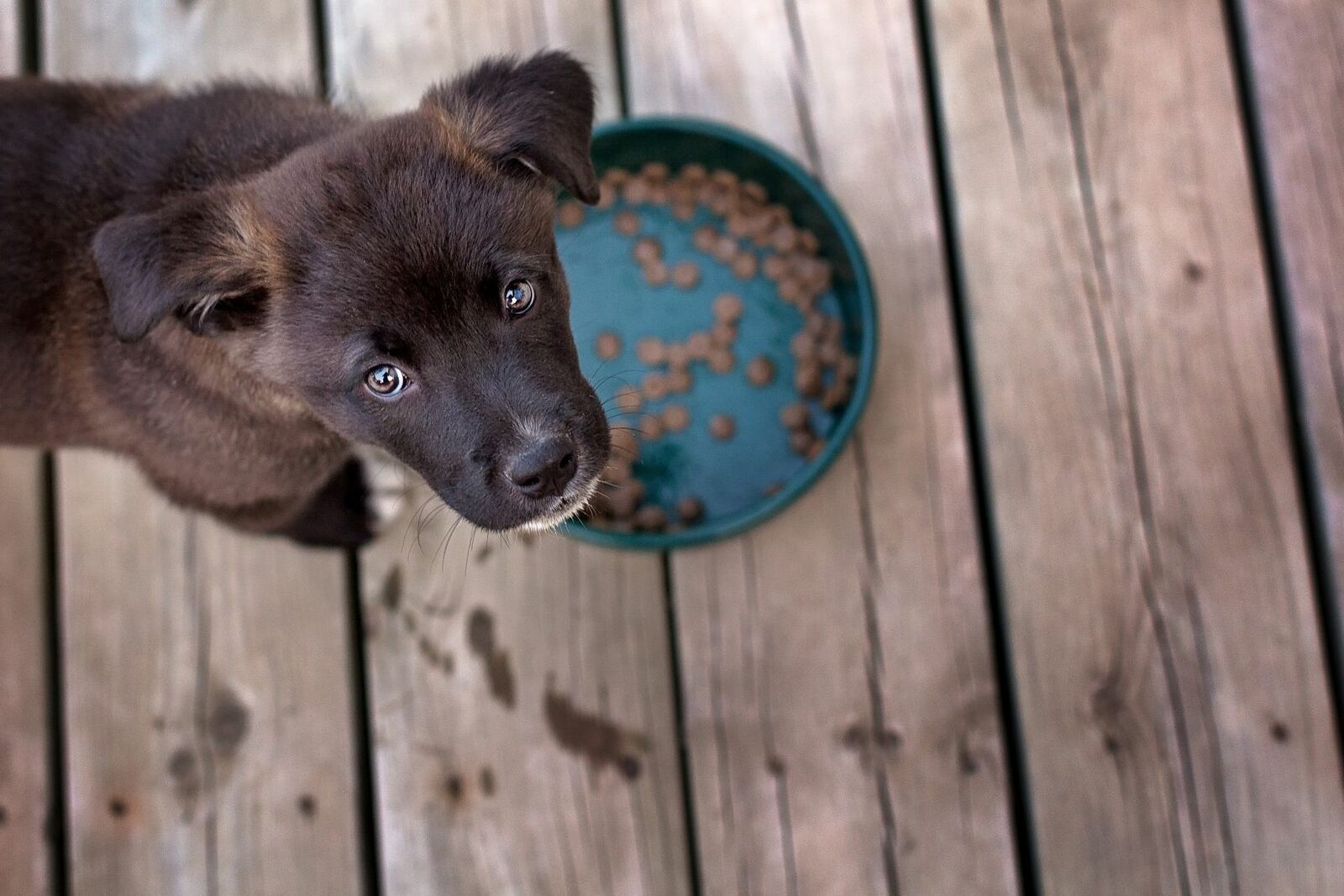 Neustart bei der Hundeernährung