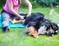 Ein Hund liegt auf dem Boden und wird von einer Physiotherapeutin am Hinterlauf behandelt.