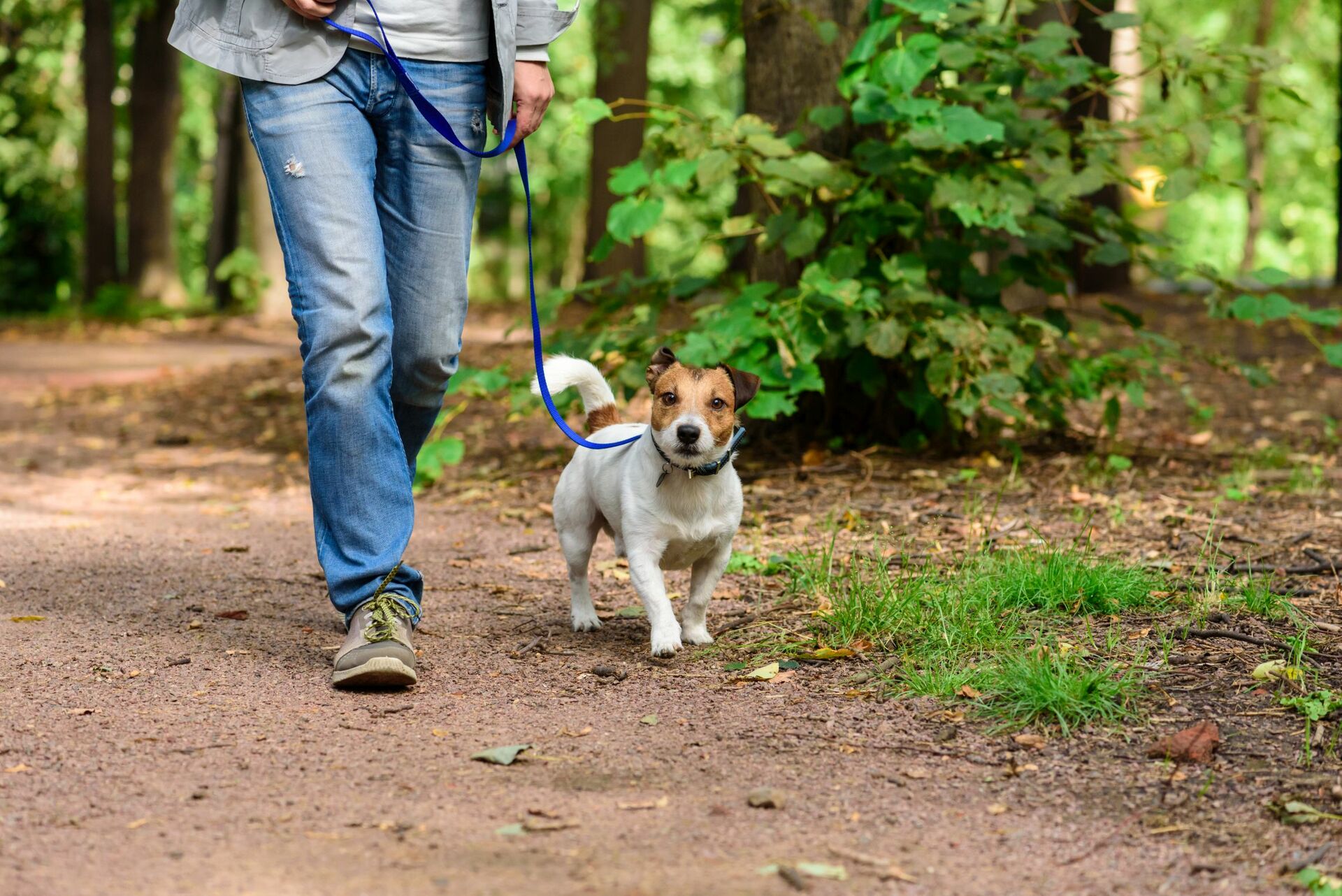 Ein Hund geht an lockerer Leine neben seinem Halter im Wald.