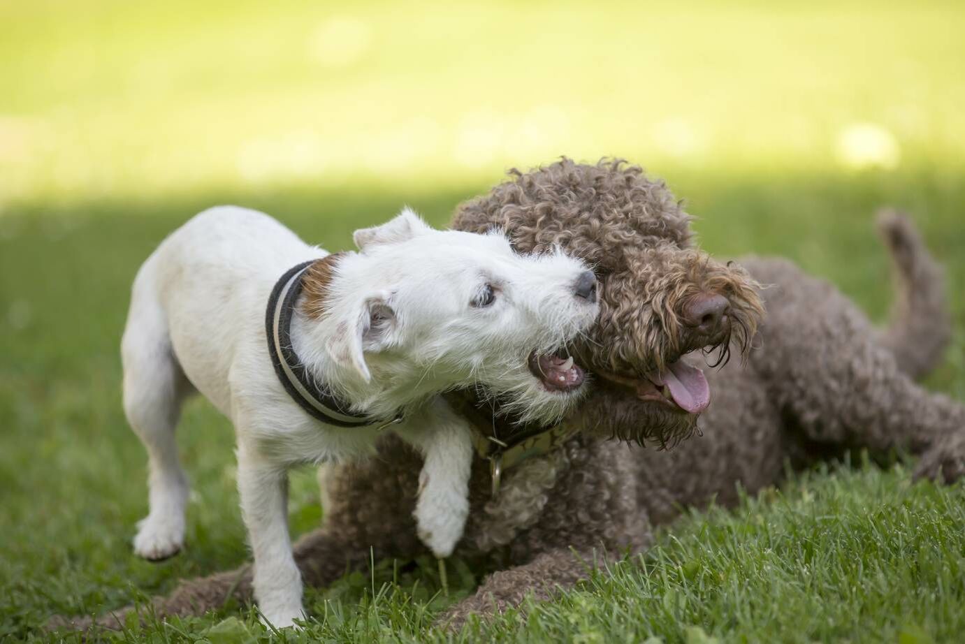 Zwei Hunde raufen miteinander.