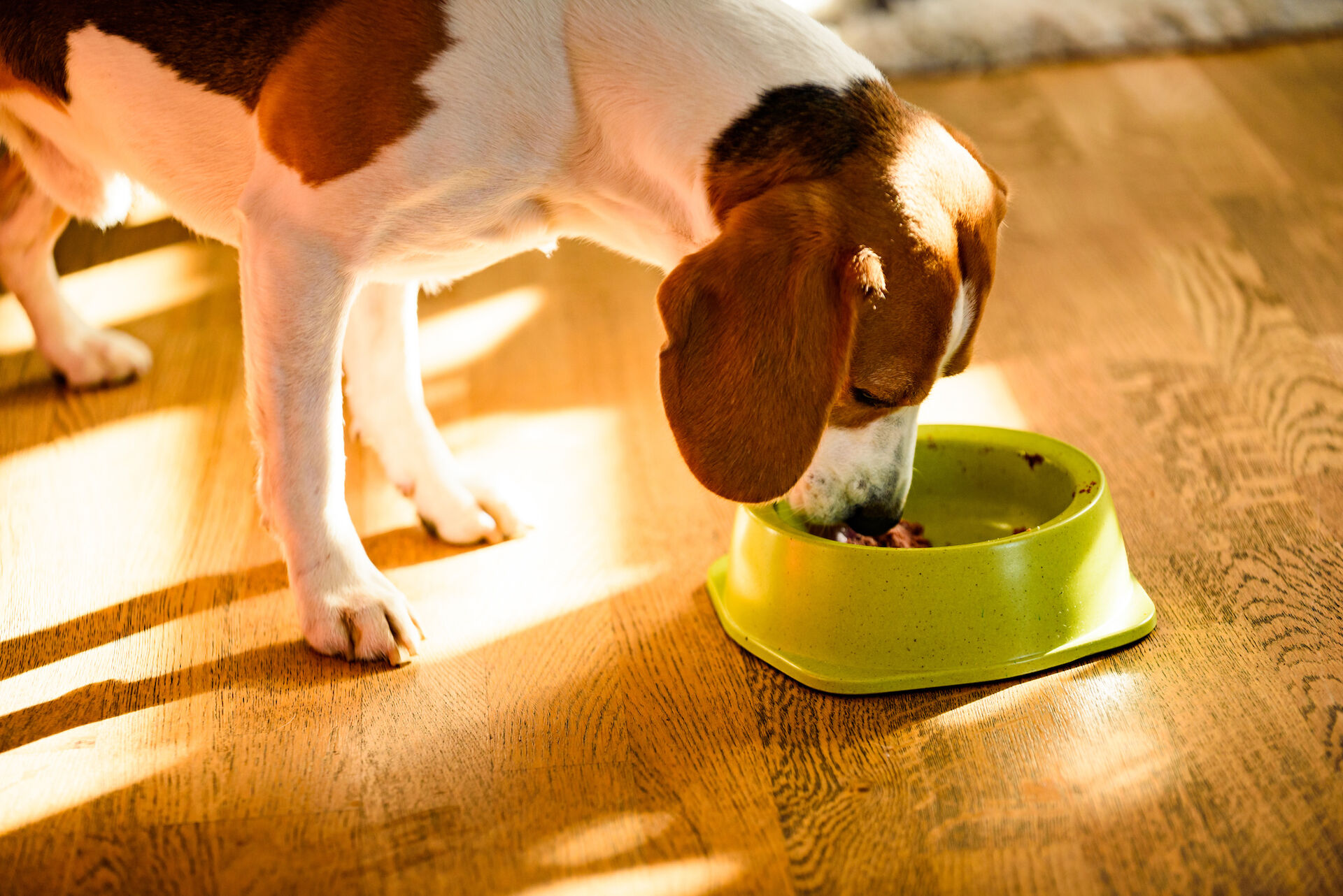 Ein Beagle frisst aus einem Futternapf.