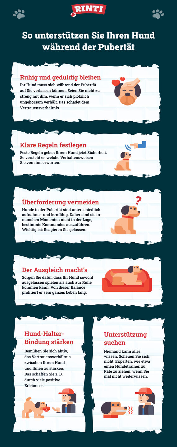 Hilfe Mein Hund Ist In Der Pubertät Gebraucht Pubertät beim Hund: Darauf sollten Sie sich einstellen | RINTI