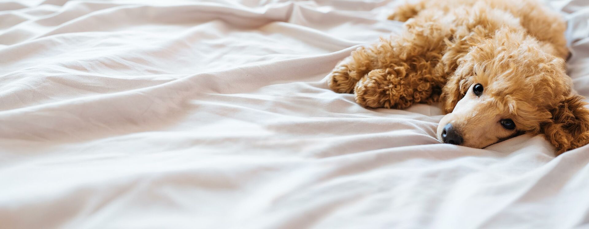 Hund liegt auf einer zerwühlten hellen Decke.