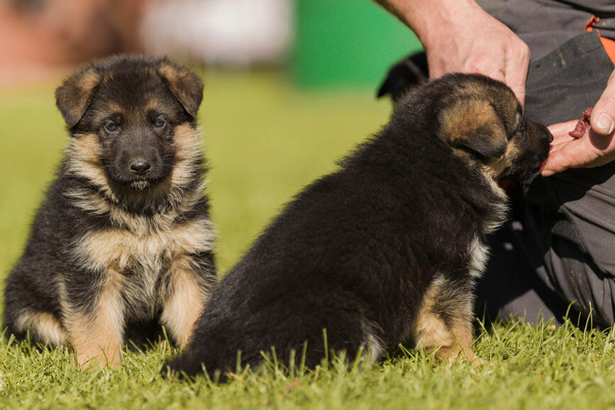 Schäferhundwelpen sitzen auf einer Wiese