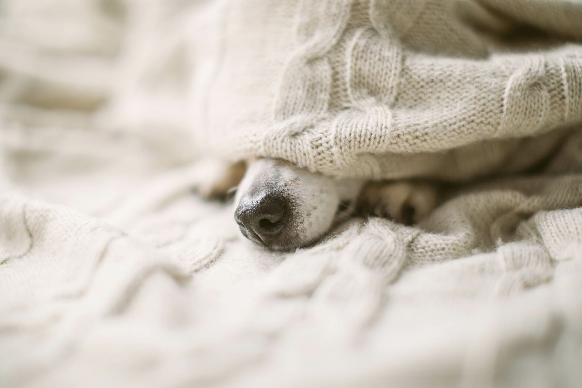 Unter einer hellen Wolldecke schaut die Nasenspitze eines Hundes hervor.